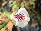Cardamom Seed Select