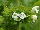 Melissa Rectified (aka Lemon Balm)