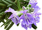 Rosemary verbenone, Organic