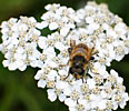 Yarrow Blue, Organic