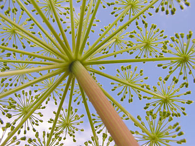 Angelica archangelica Organic #3