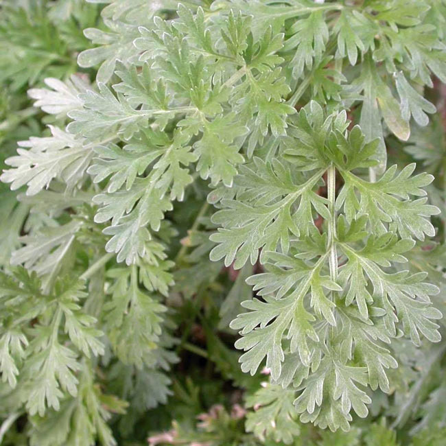 Wormwood Artemesia absinthum