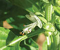 Basil Holy aka Krishna Tulsi