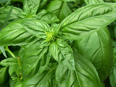 Basil Holy aka Krishna Tulsi #2