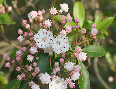 Bay Laurel