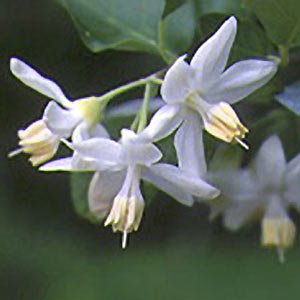 Benzoin Liquid Wild