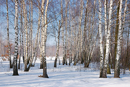 Birch Bark Sweet #2