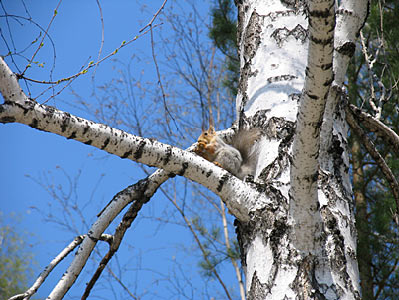 Birch Bark Sweet