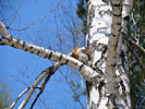 Birch Bark Sweet
