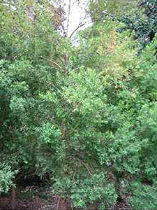 Cajeput