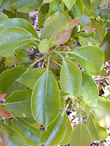 Camphor #2
