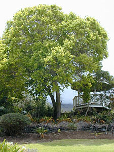 Camphor