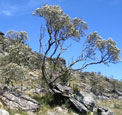 Candeia natural bisabolol