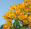 Cassia Leaf