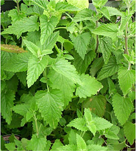 Catnip Nepeta cataria