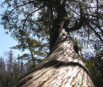 Cedarwood Atlantica