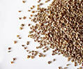 Celery Seed