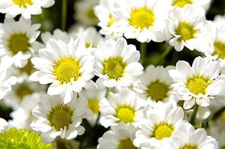 Chamomile, Roman #2