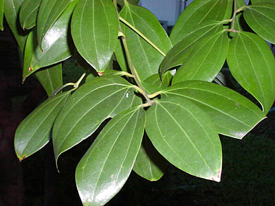 Cinnamon Leaf