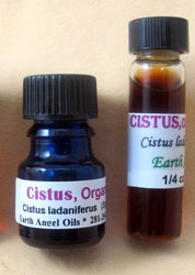 Cistus (aka Labdanum or Rock Rose)