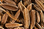 Cumin Seed SCO2