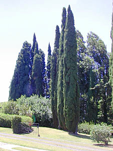 Cypress
