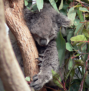 Eucalyptus globulus