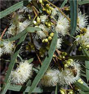 Eucalyptus kochii #2