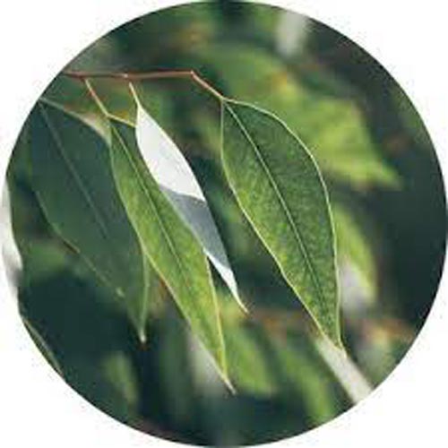 Eucalyptus kochii #3