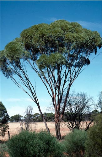 Eucalyptus kochii