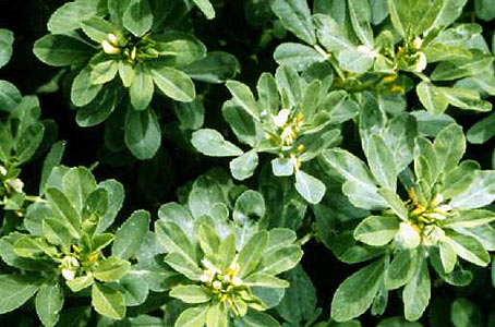 Fenugreek Select SCO2