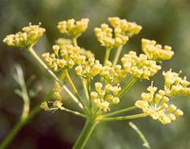 Galbanum CO2 with Rosewood Synergy