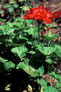 Geranium Bourbon