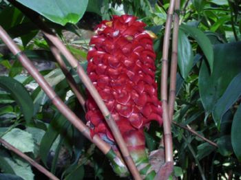 Ginger Oil Select SCO2