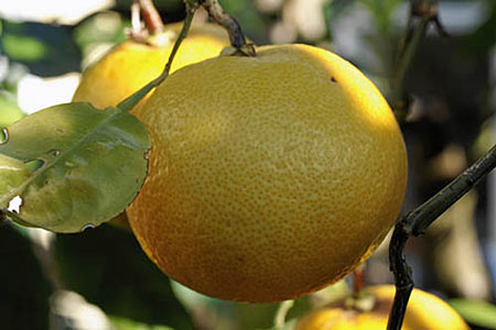 Grapefruit Peel Pink