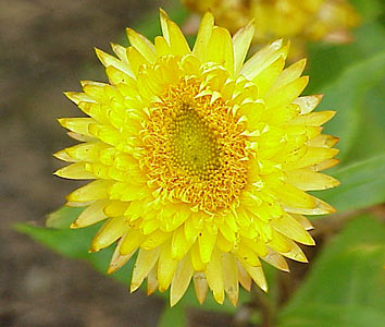 Helichrysum Italicum #2