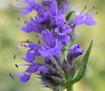 Hyssop