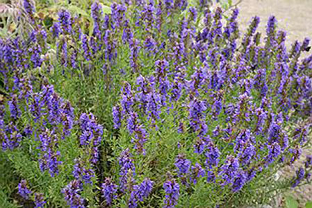 Hyssop #2