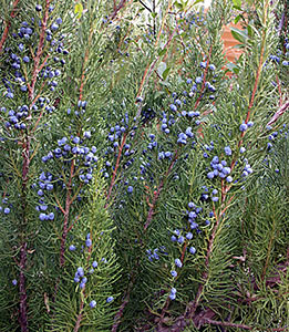 Juniper Berry Organic with Copaiba Balsam #4