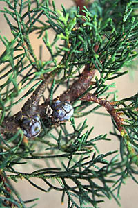 Juniper Berry Organic with Copaiba Balsam #2