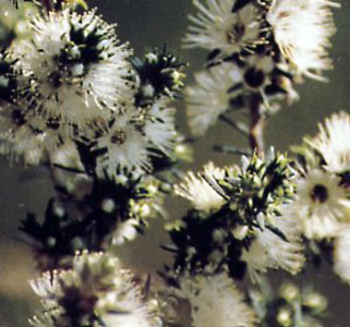 Kunzea ambigua (Australia) #2