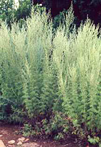 Lanyana, Wild Artemesia afra