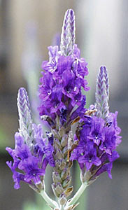 Lavender, Spanish