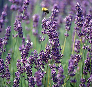 Lavender, Spanish #2