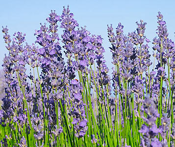 Lavender angustifolia, French (Medicinal Quality)