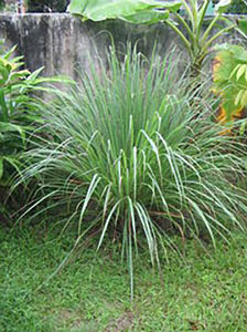 Lemongrass Cymbopogon flexuous