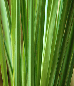 Lemongrass Cymbopogon citratus #2