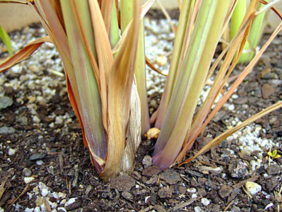 Lemongrass Cymbopogon citratus #3