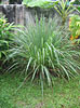 Lemongrass Cymbopogon flexuous