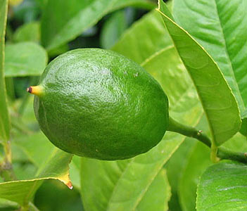 Lime Peel Cold Pressed